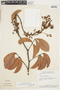 Rourea induta var. reticulata (Planch.) Baker, BRAZIL, F