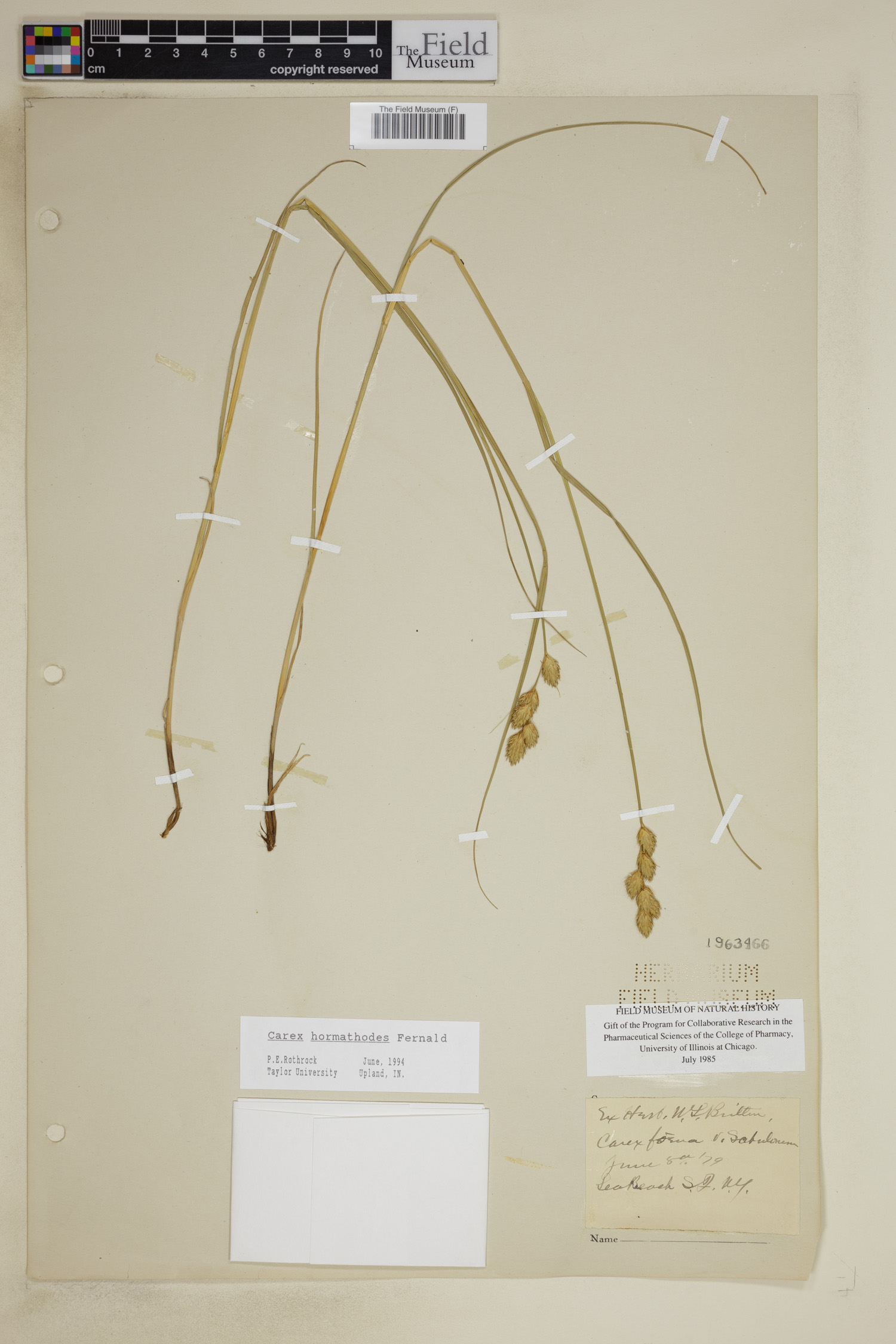 Carex hormathodes image