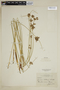 Juncus balticus subsp. littoralis image