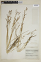 Juncus brevicaudatus image