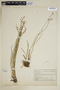 Juncus brevicaudatus image