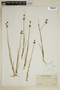 Juncus castaneus image