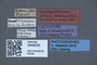 3048035 Philonthus jenseni LT labels IN