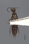 3048044 Philonthus speculipennis HT v IN