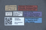 3048043 Philonthus ruficauda HT labels IN