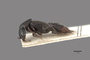 3048043 Philonthus ruficauda HT p IN