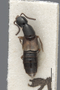3048036 Philonthus jujuyensis LT d IN