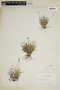Carex glacialis image