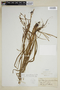 Carex gracillima Schwein., U.S.A., J. T. Rothrock, F