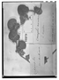 Field Museum photo negatives collection; Genève specimen of Cissampelos tomentosa DC., MEXICO, Type [status unknown], G