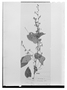 Field Museum photo negatives collection; Genève specimen of Sida nervosa DC., DOMINICAN REPUBLIC, C. G. Bertero, Type [status unknown], G