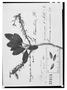 Field Museum photo negatives collection; Genève specimen of Thouinia tomentosa DC., DOMINICAN REPUBLIC, C. G. Bertero, Type [status unknown], G