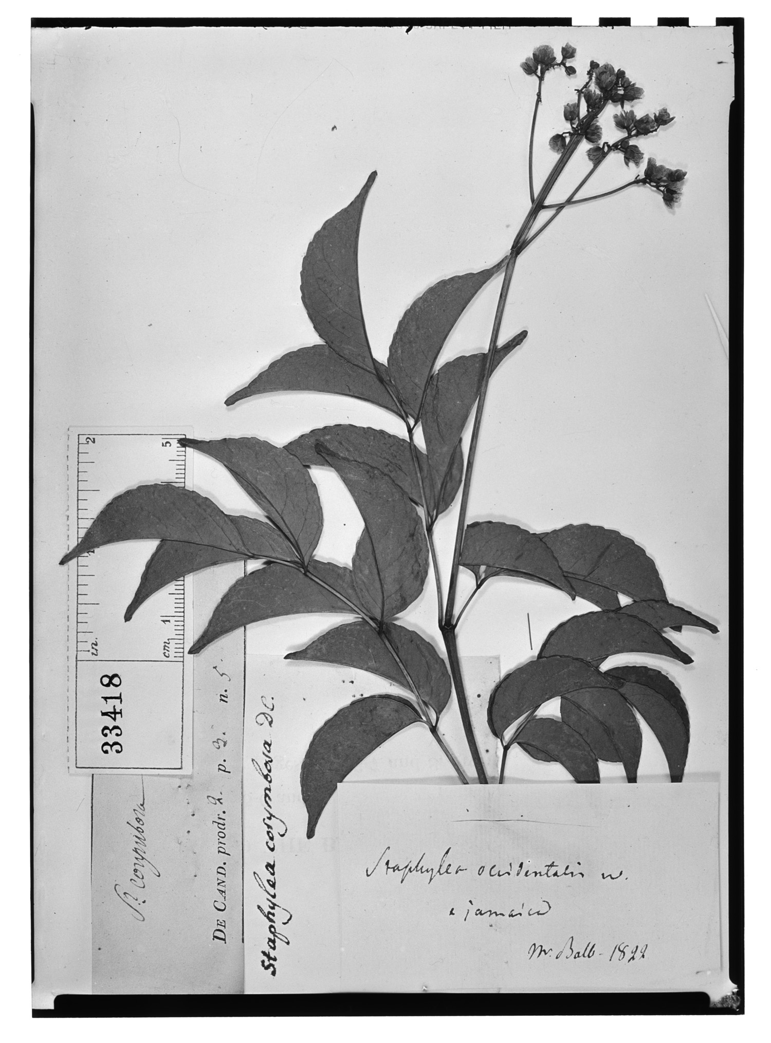Turpinia occidentalis subsp. occidentalis image