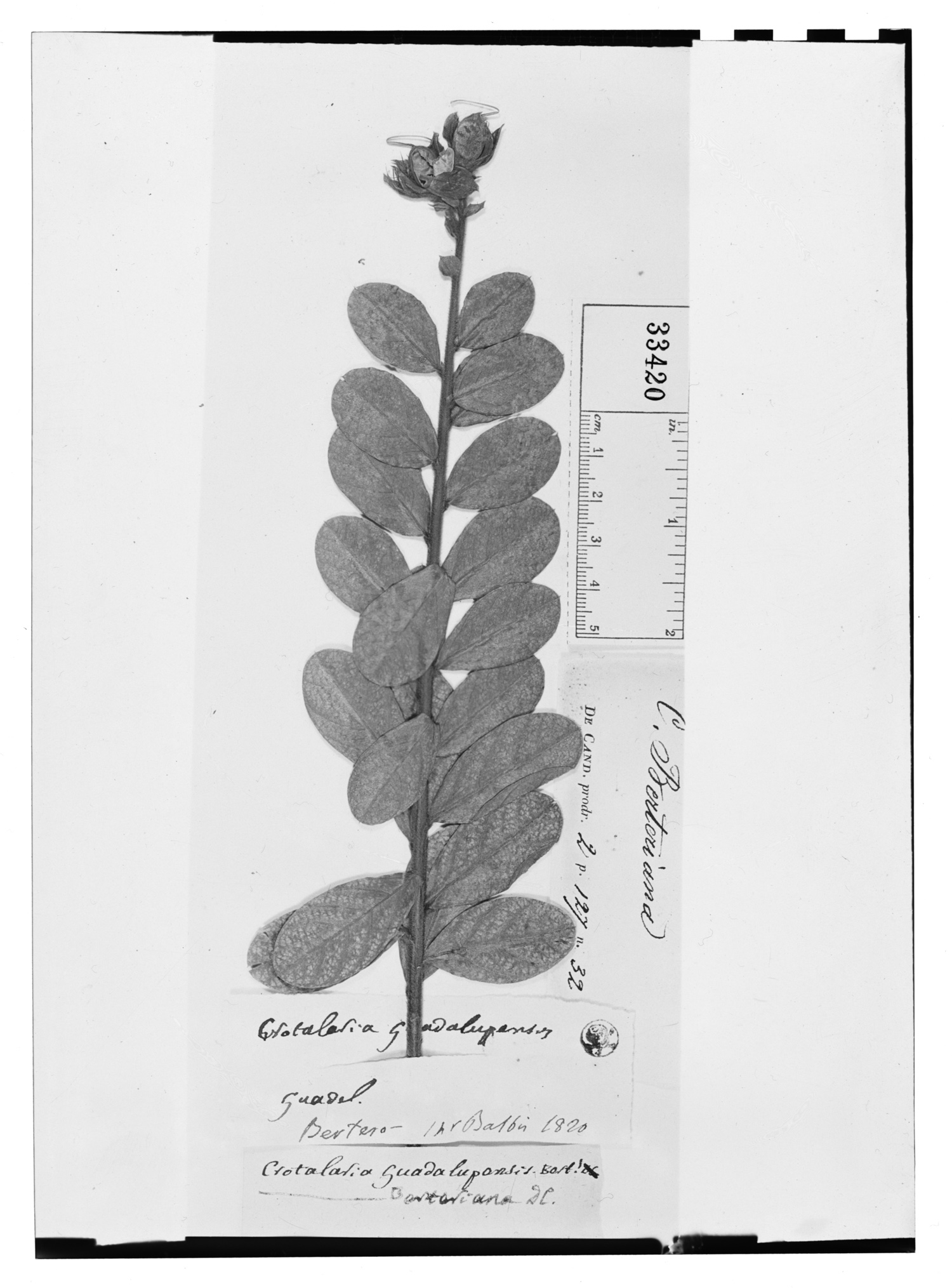 Crotalaria berteriana image