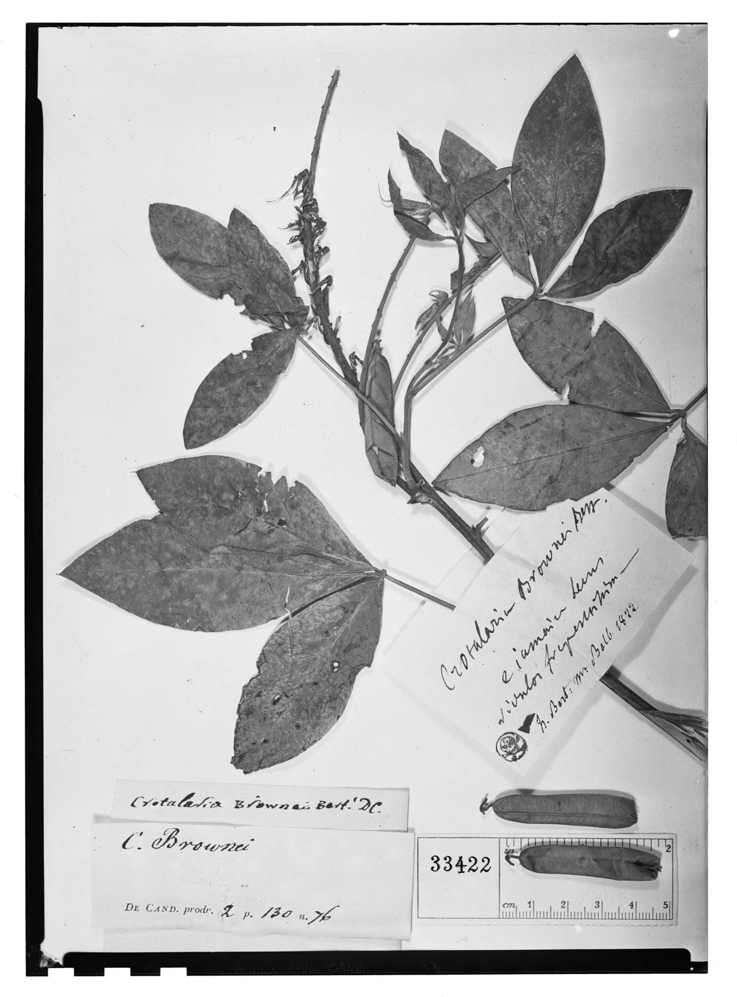 Crotalaria brownei image
