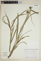 Carex grayi image