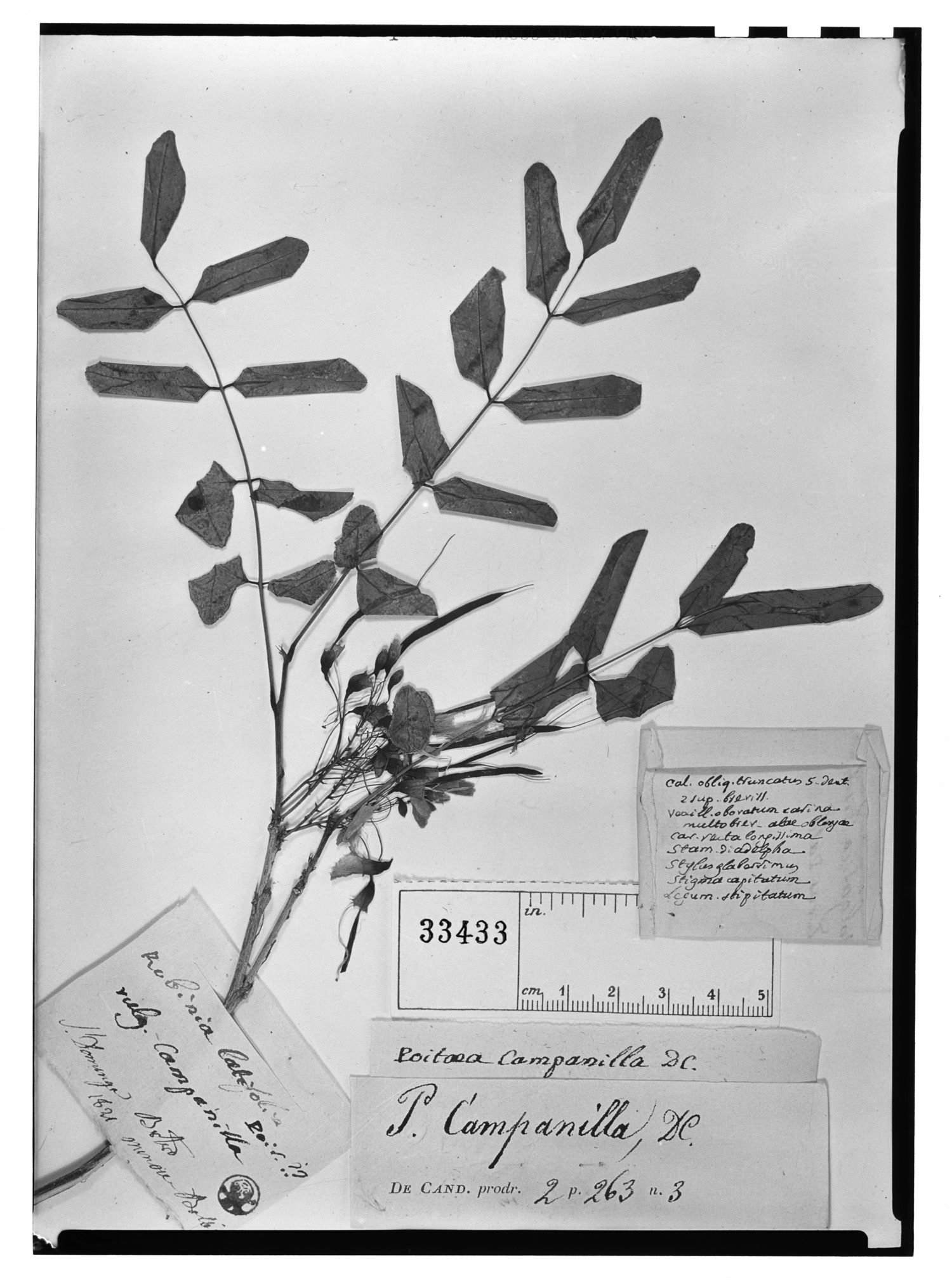 Poitea campanilla image
