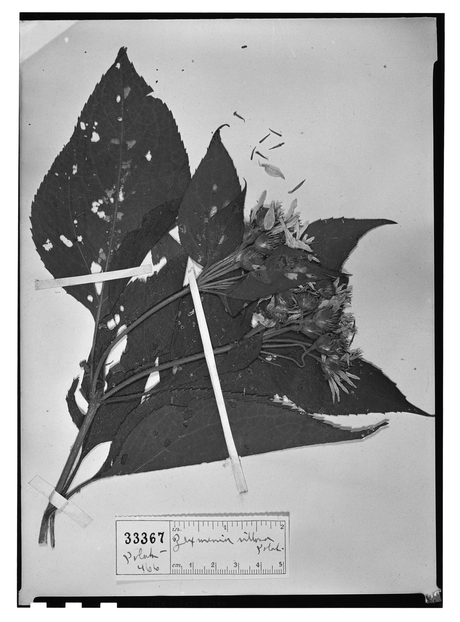 Lasianthaea fruticosa var. villosa image