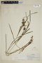 Carex grayi image