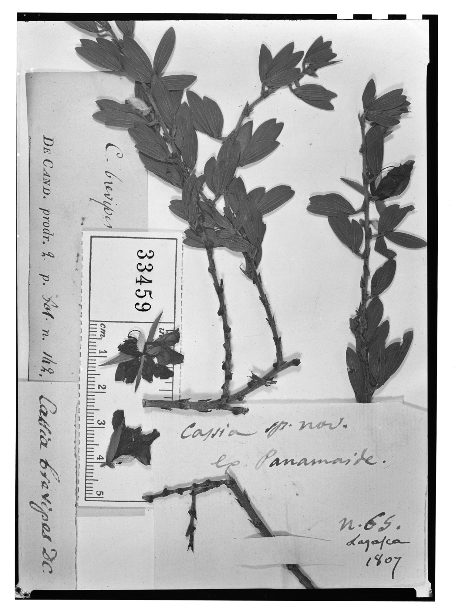 Cassia brevipes image
