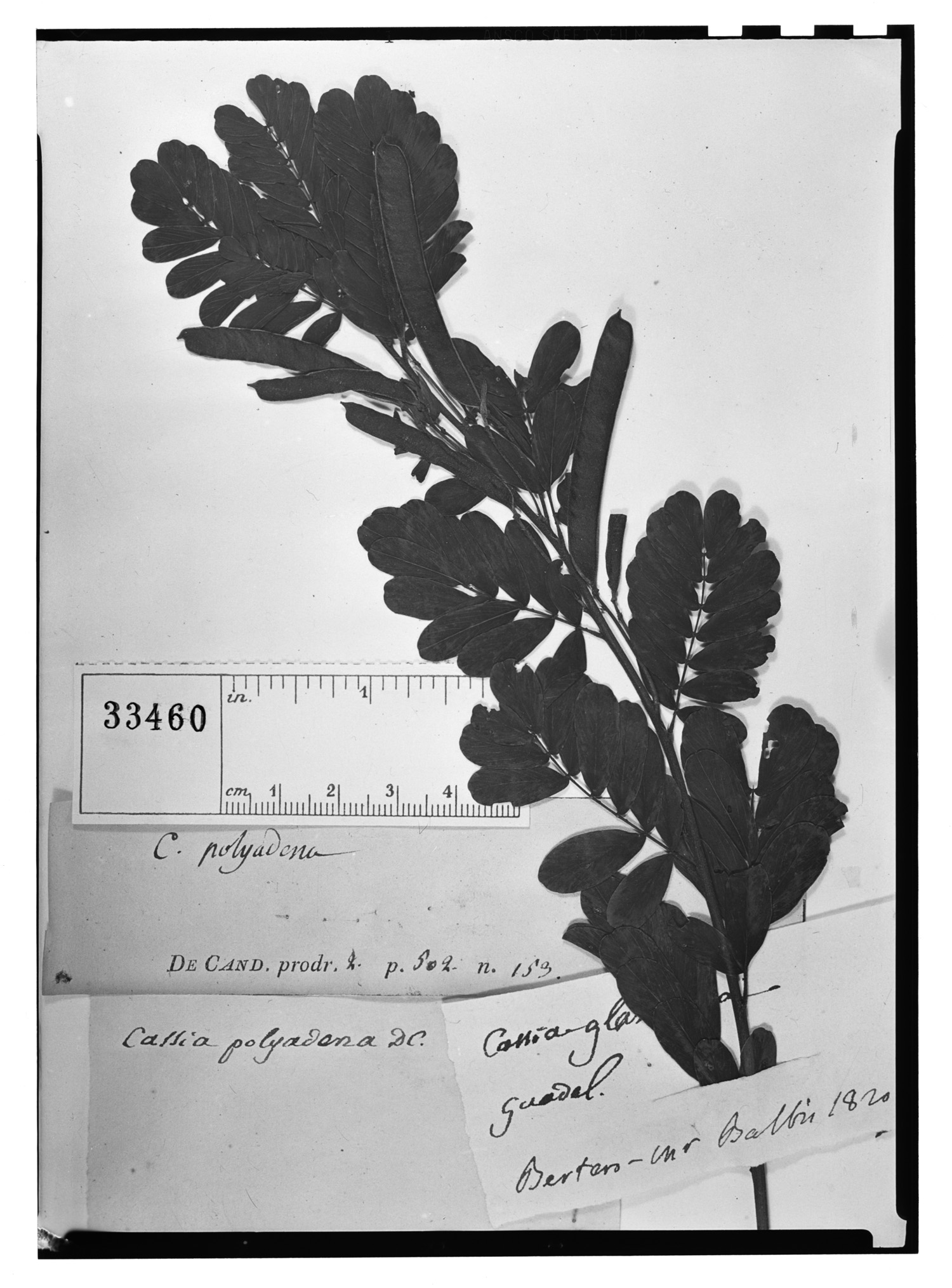 Chamaecrista glandulosa var. swartzii image