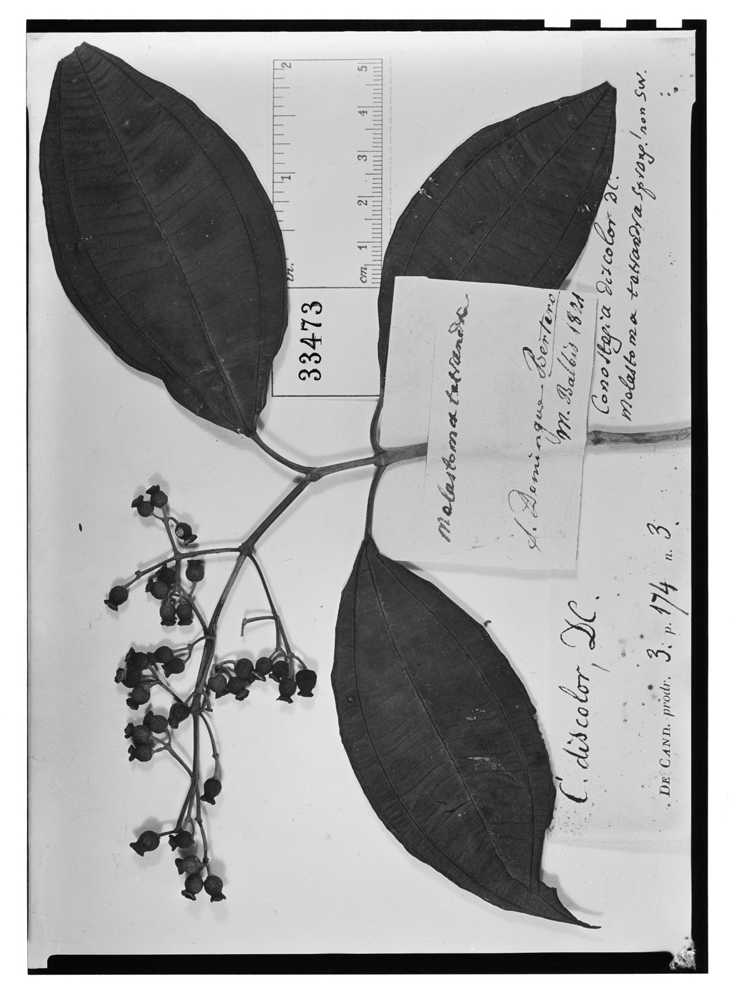 Miconia coccinea image