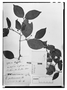 Field Museum photo negatives collection; Genève specimen of Eugenia portoricensis DC., PUERTO RICO, C. G. Bertero, Isotype, G