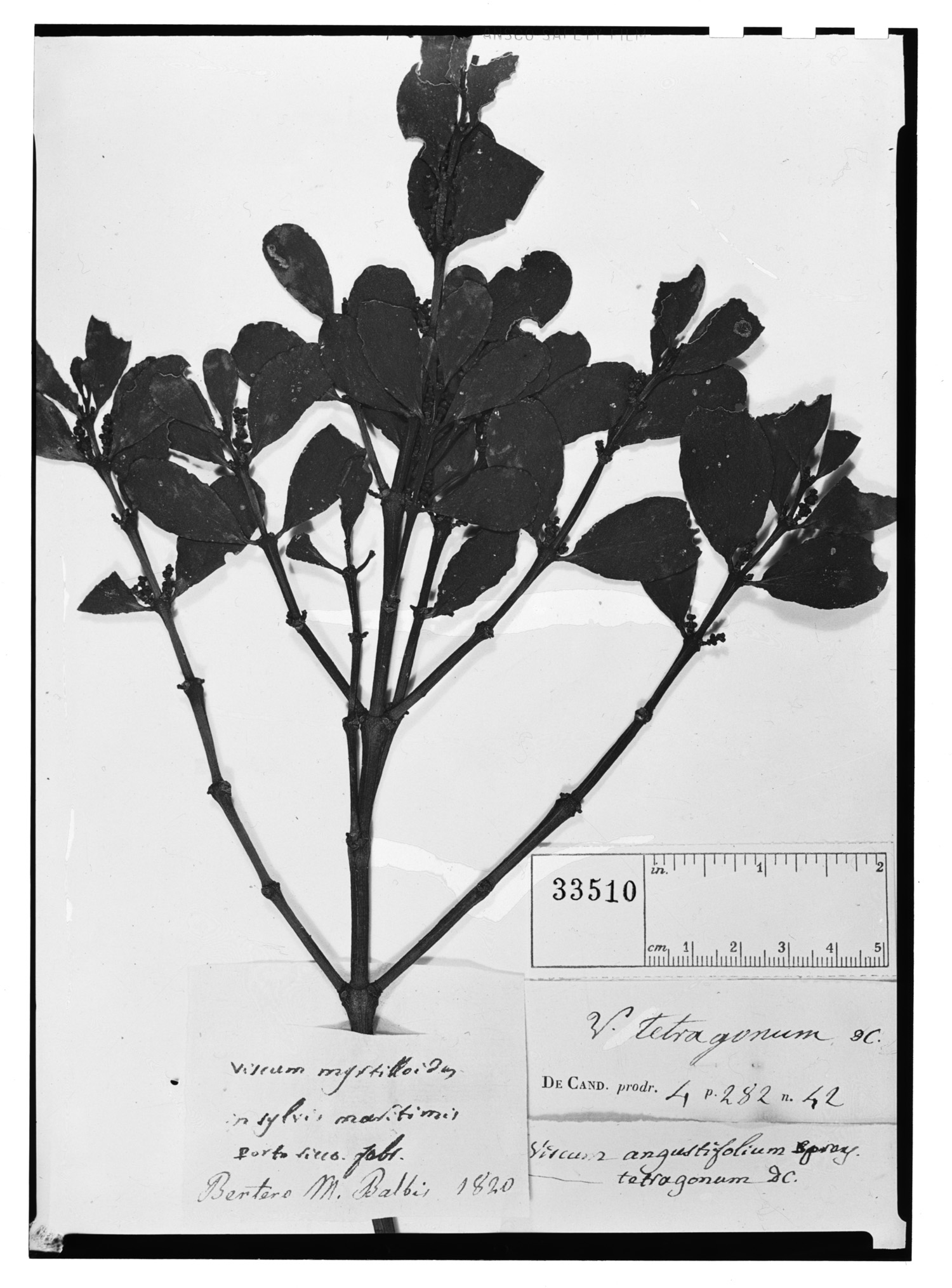 Phoradendron trinervium image
