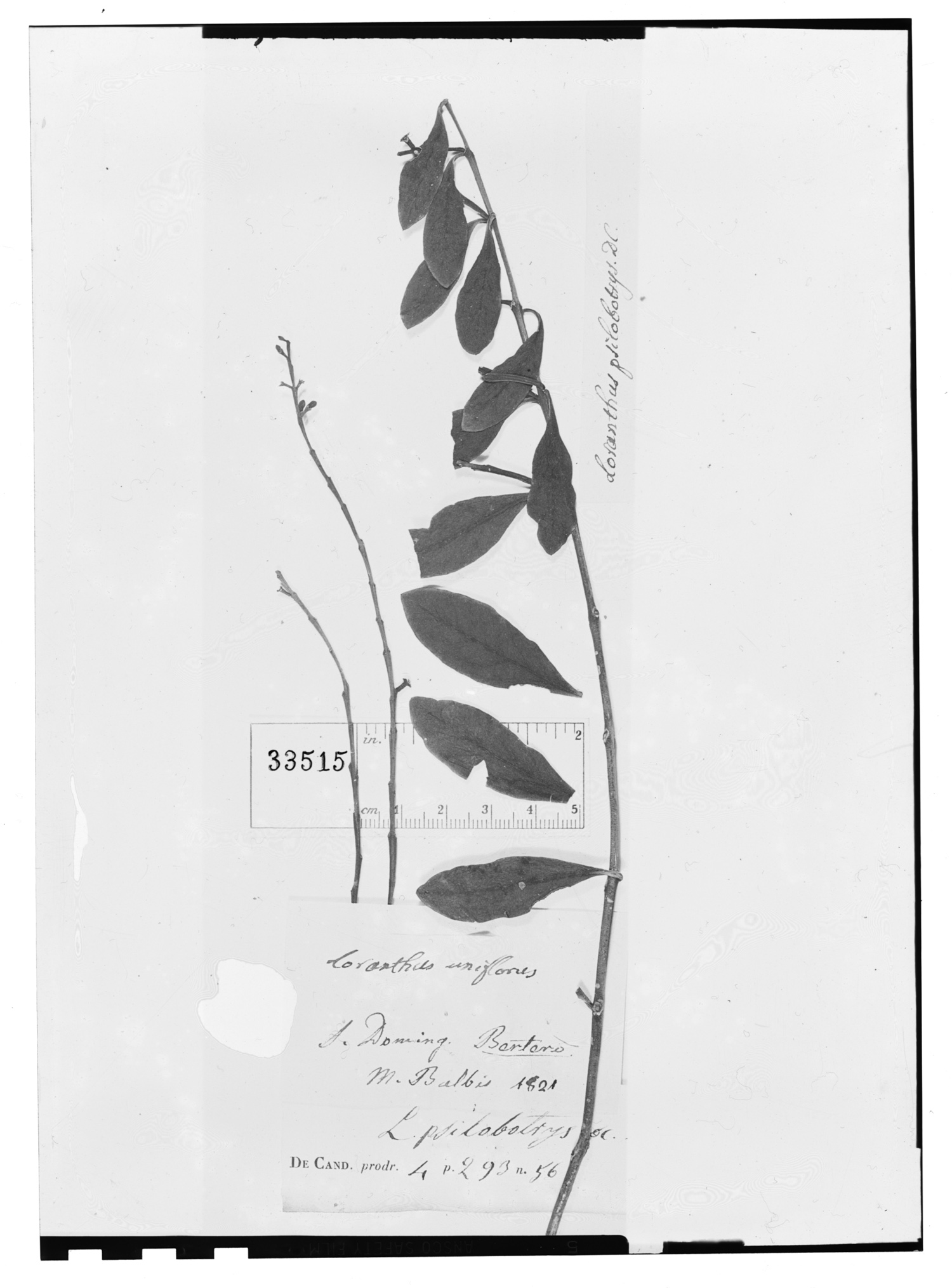 Dendropemon purpureus image