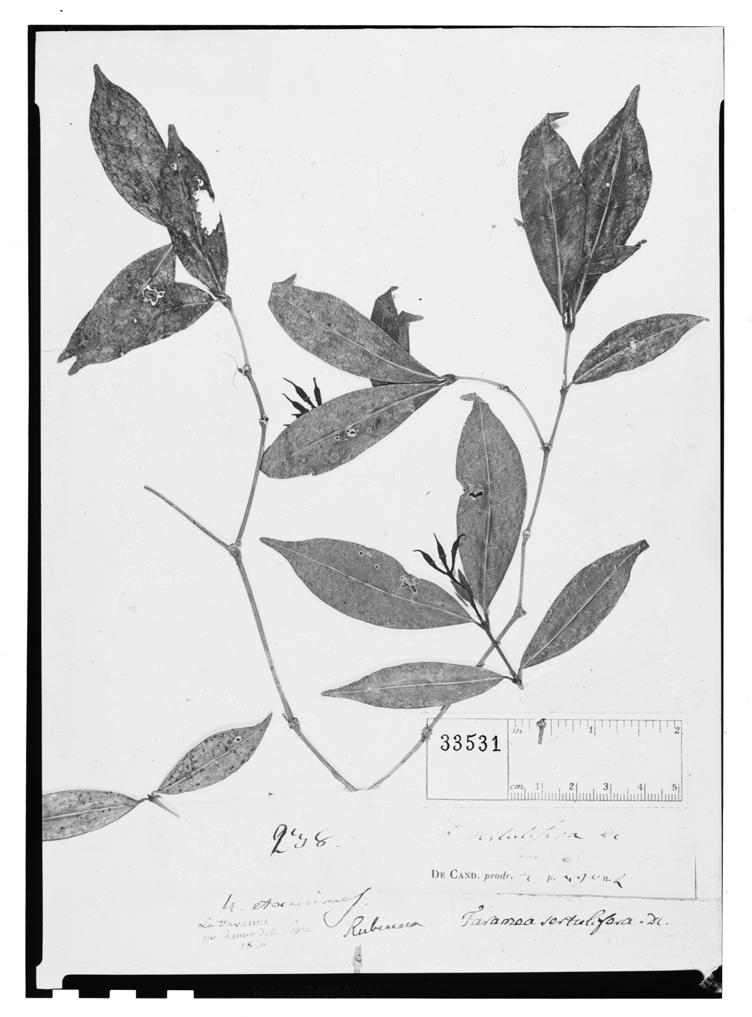 Faramea sertulifera image