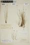 Carex gynocrates image