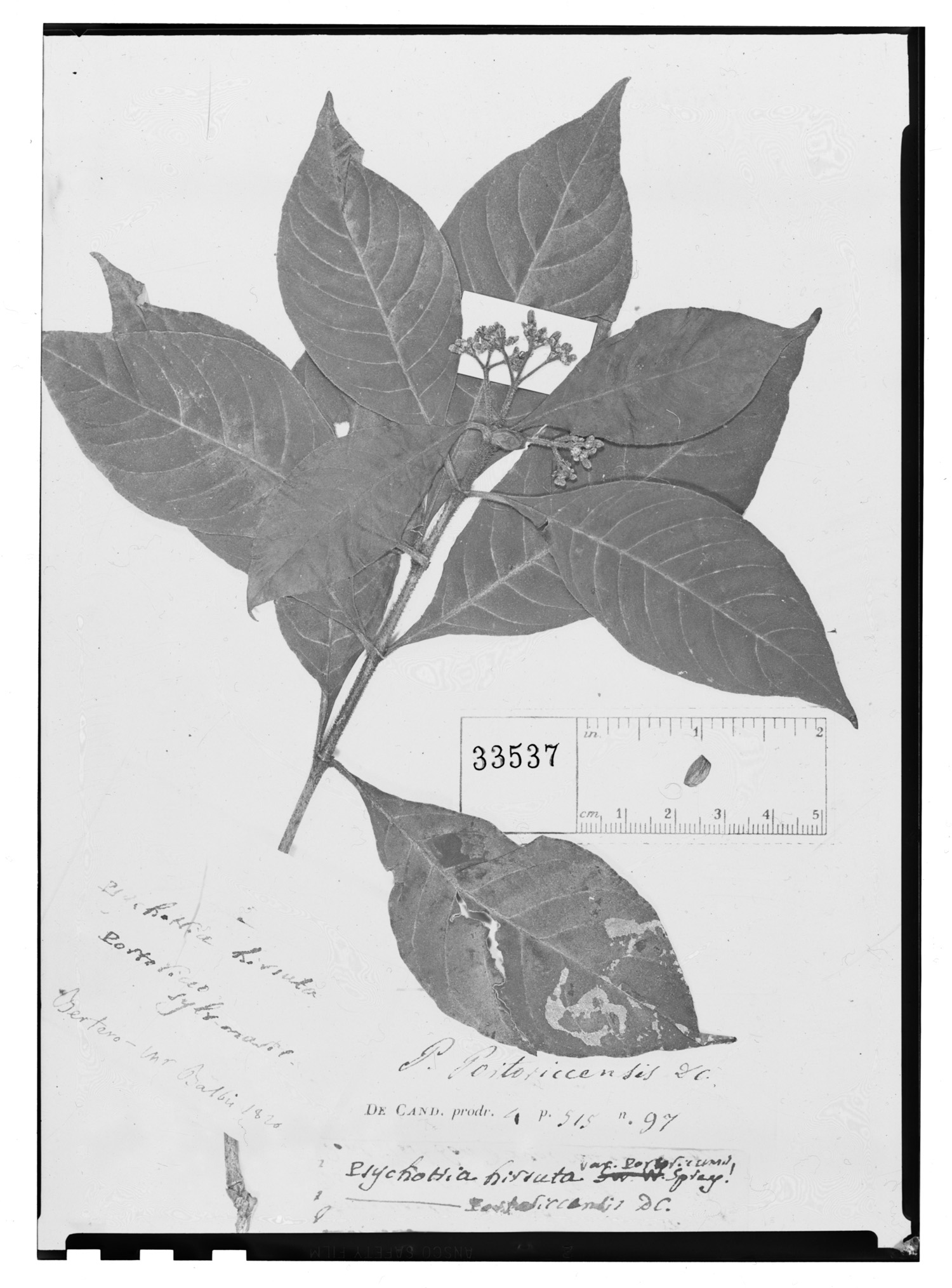 Psychotria portoricensis image