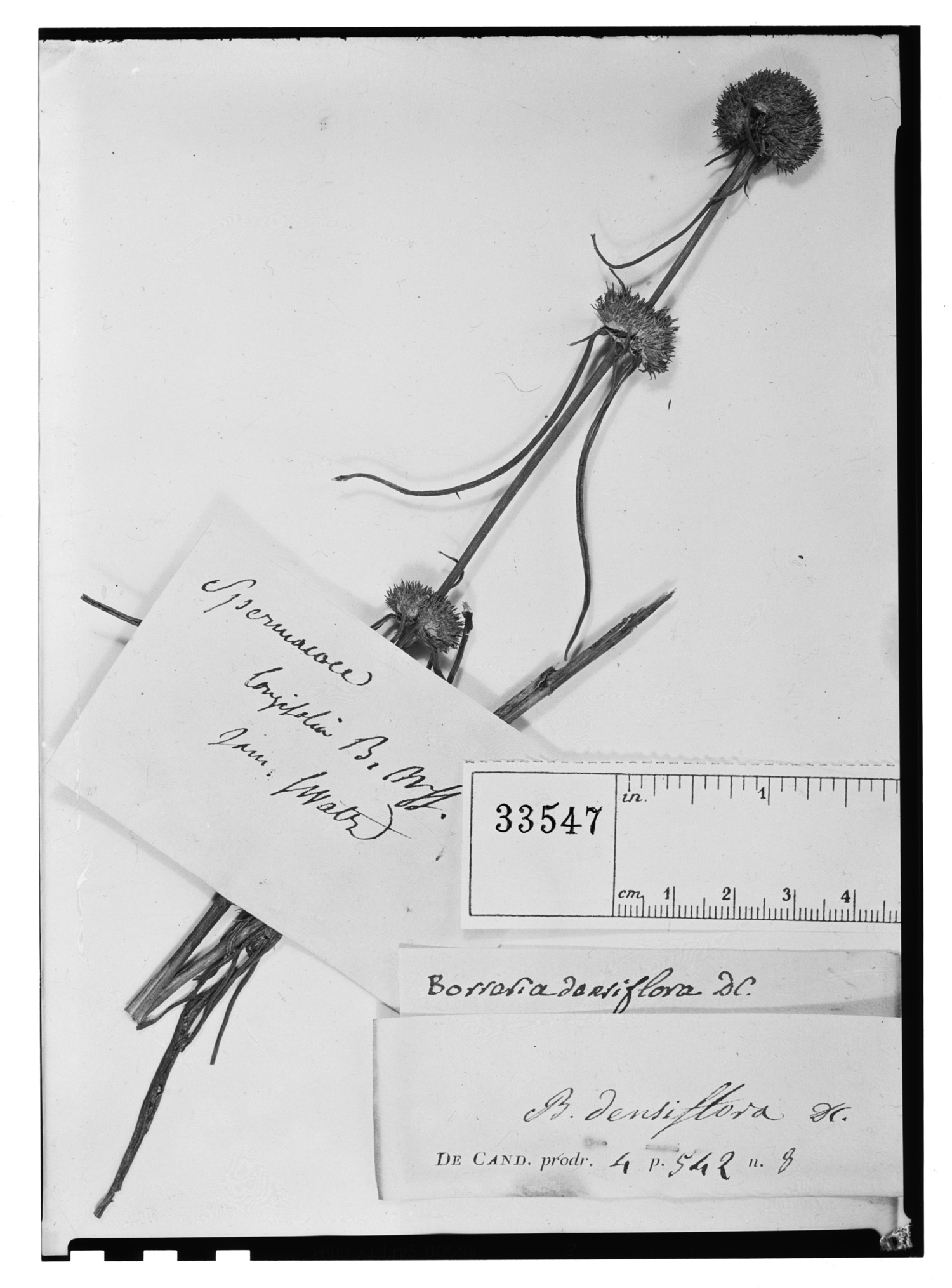 Borreria densiflora image