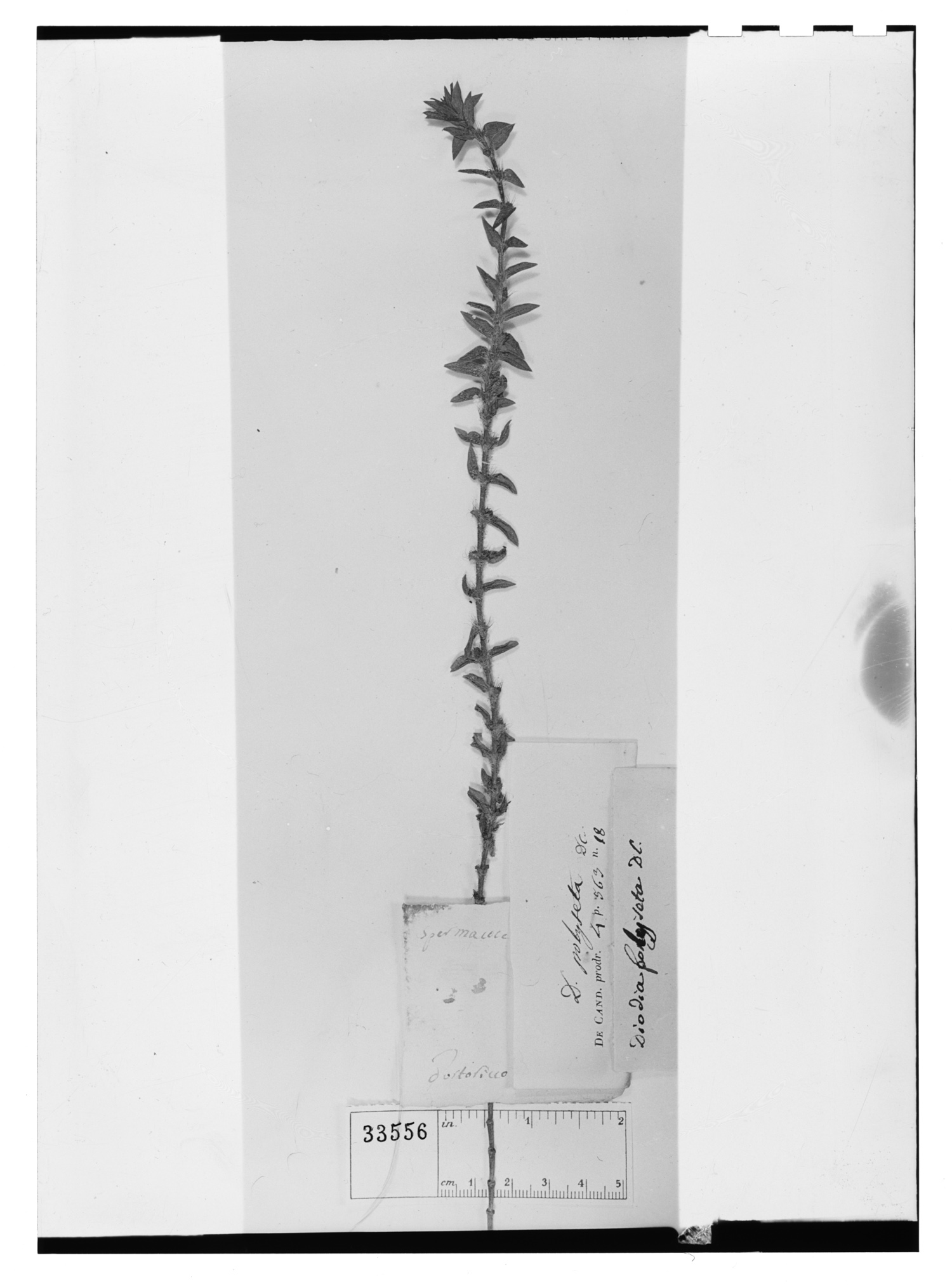 Hexasepalum apiculatum image