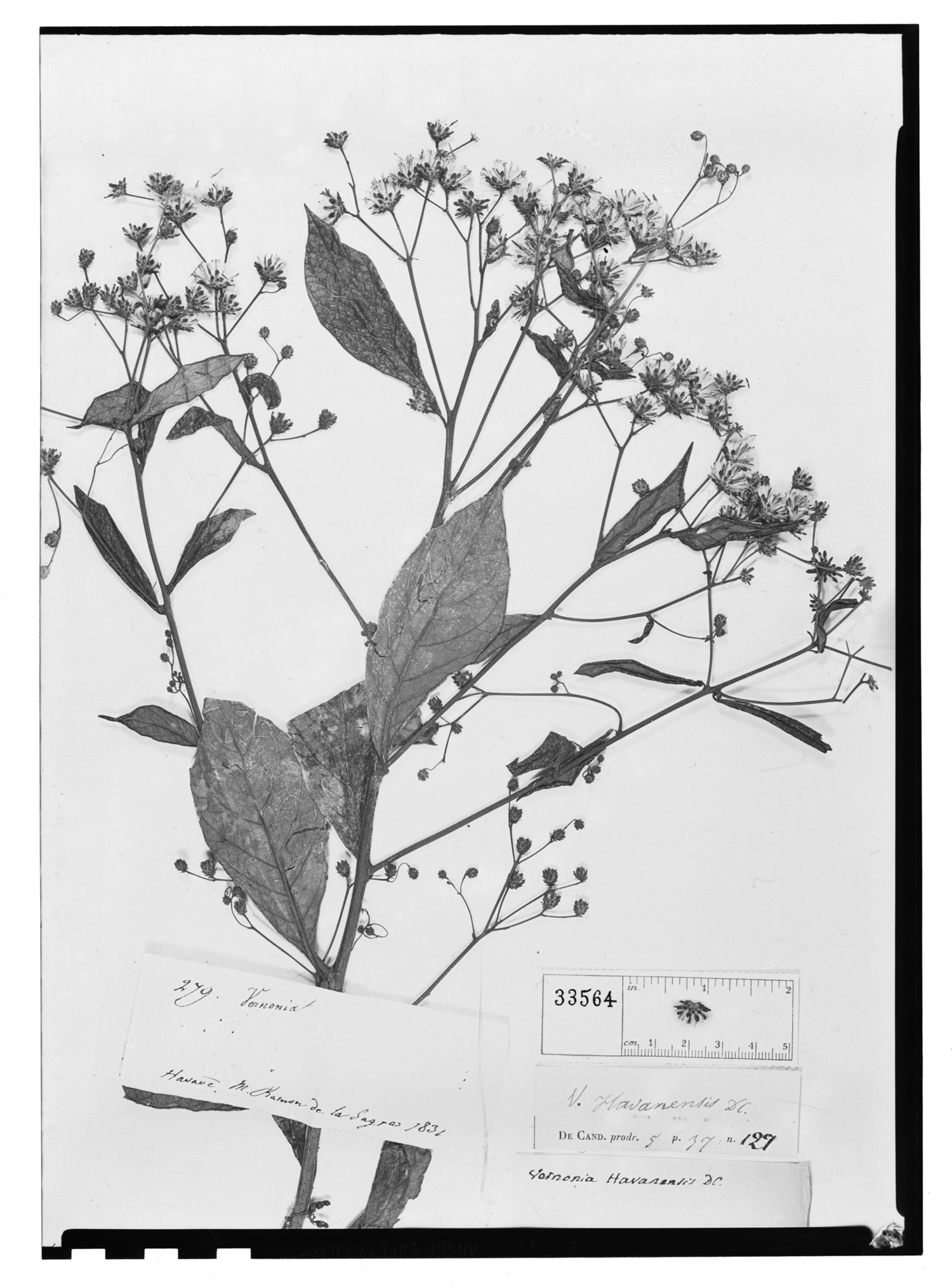 Vernonanthura havanensis image