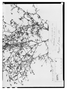 Field Museum photo negatives collection; Genève specimen of Pectis uniaristata DC., MEXICO, L. Alaman, Type [status unknown], G