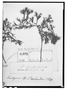 Field Museum photo negatives collection; Genève specimen of Pectis berlandieri DC., MEXICO, J. L. Berlandier 2152, Type [status unknown], G