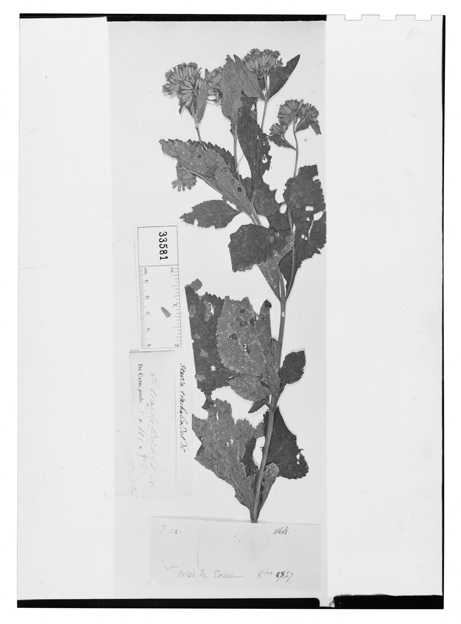 Stevia monardaefolia image