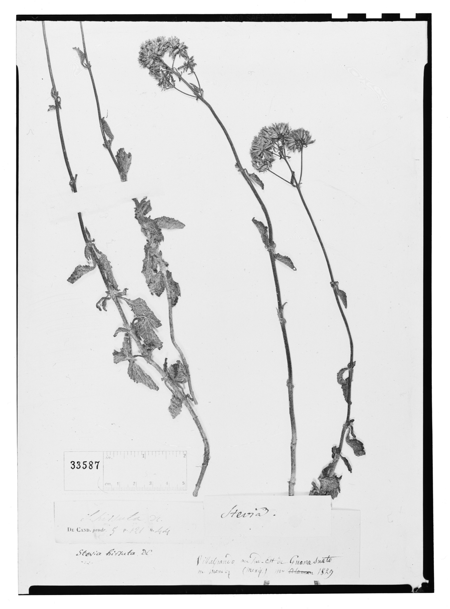 Stevia satureifolia image