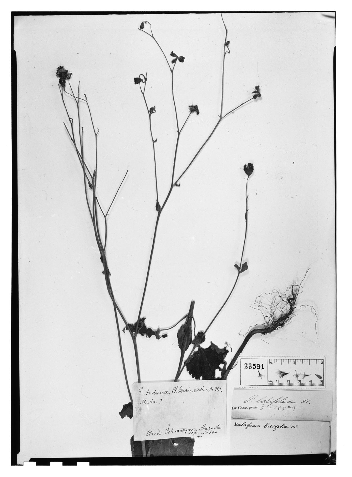 Florestina latifolia image