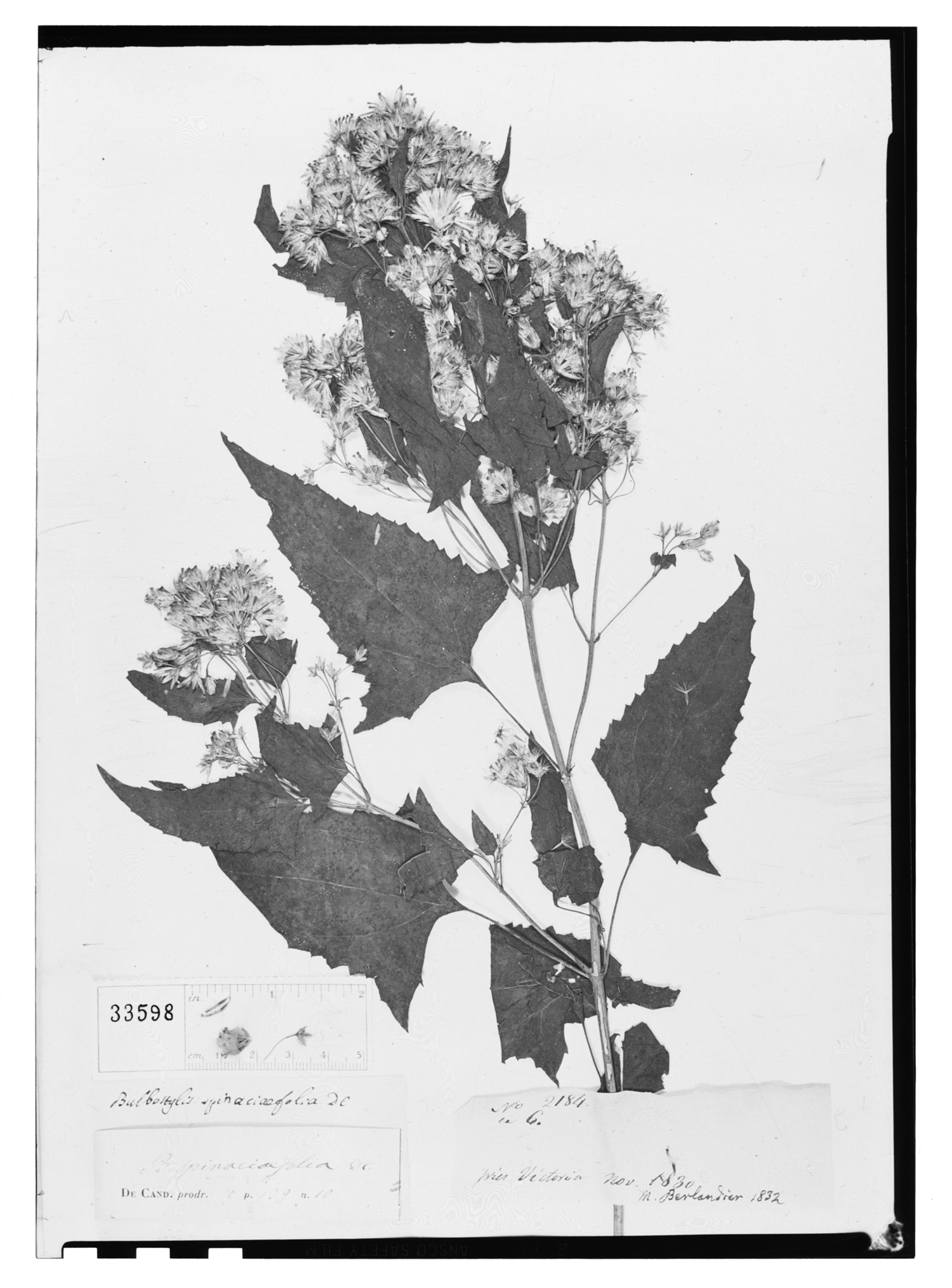 Critonia spinaciifolia image