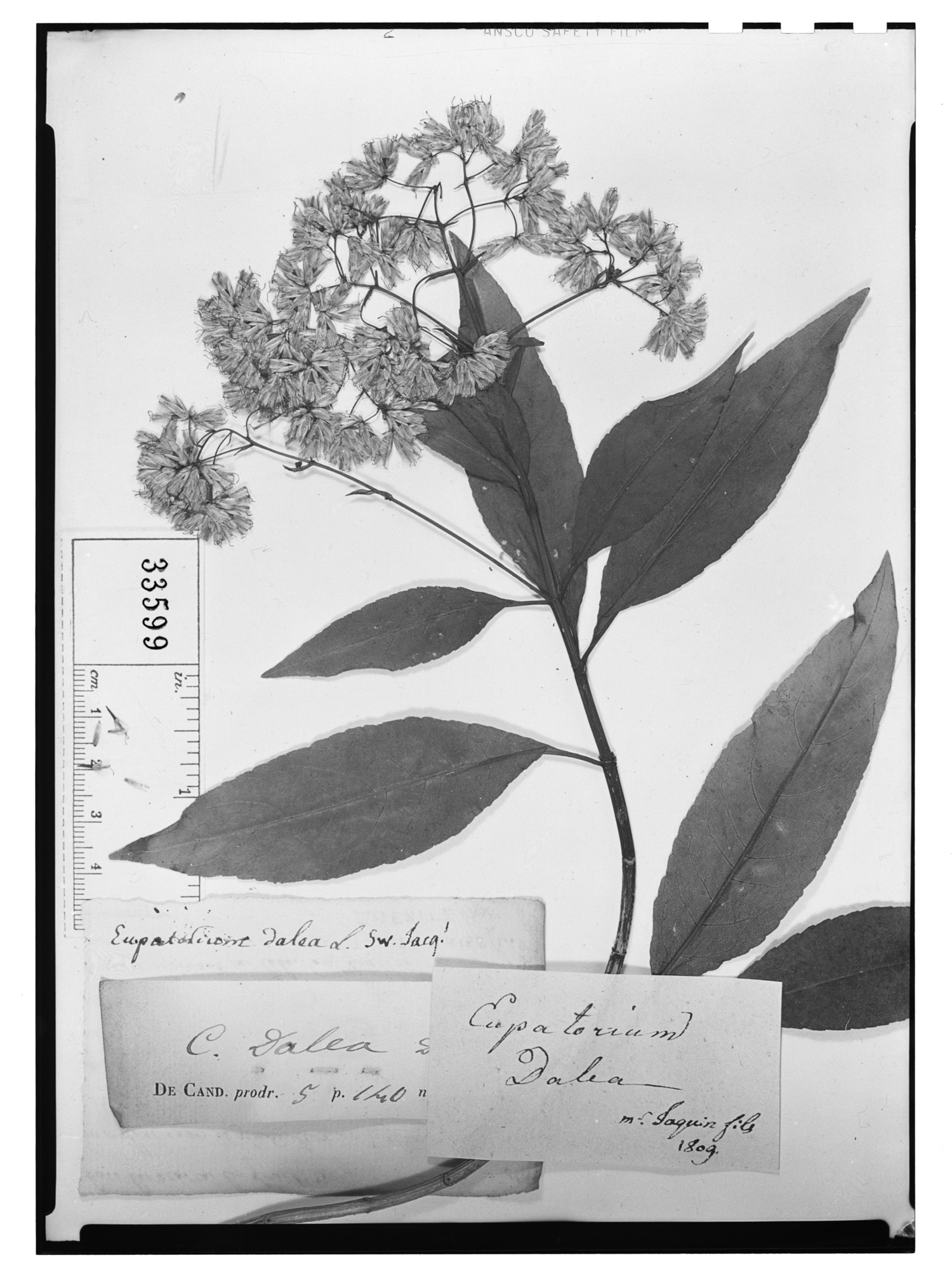 Critonia pseudodalea image