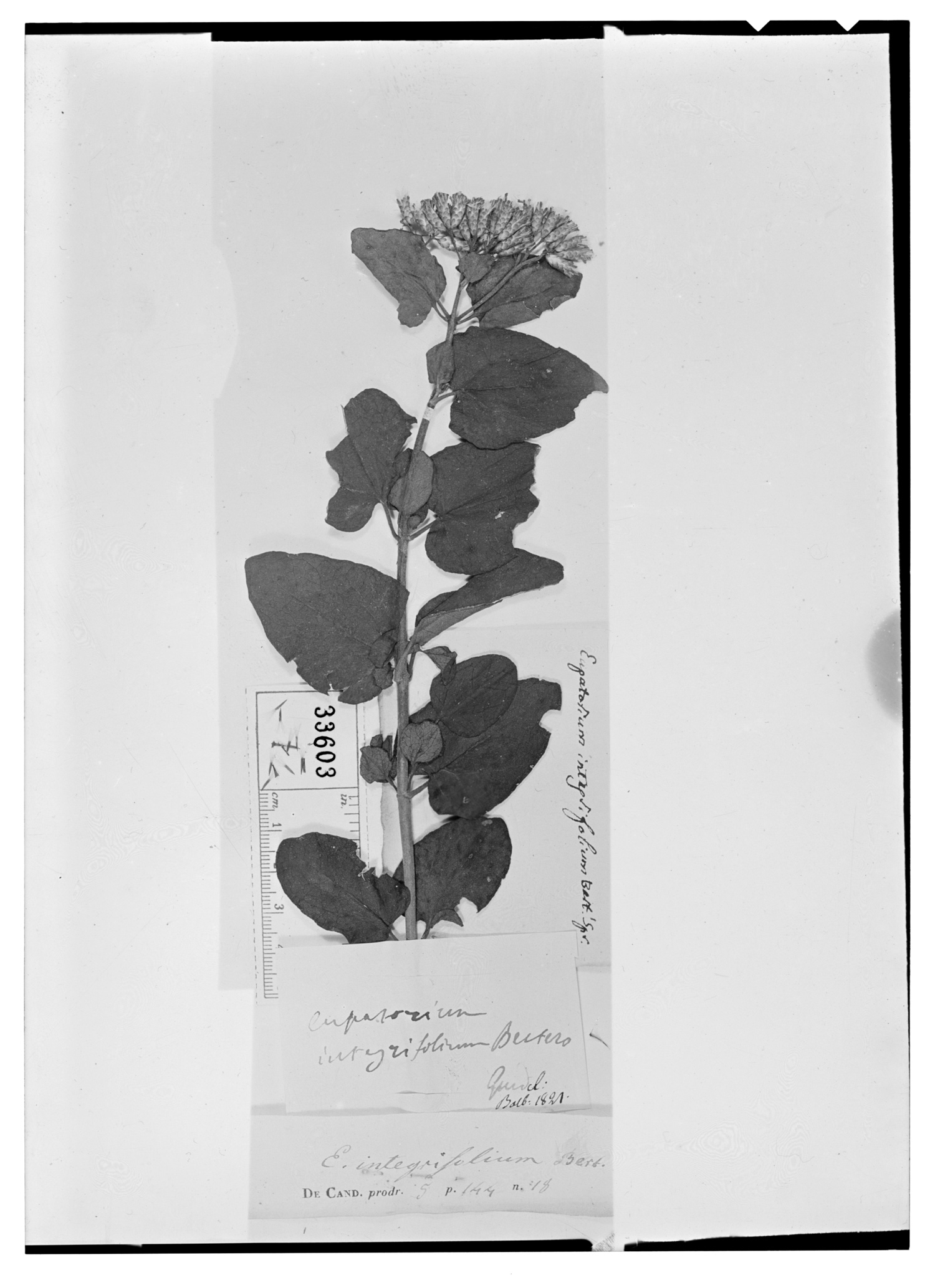 Chromolaena integrifolia image
