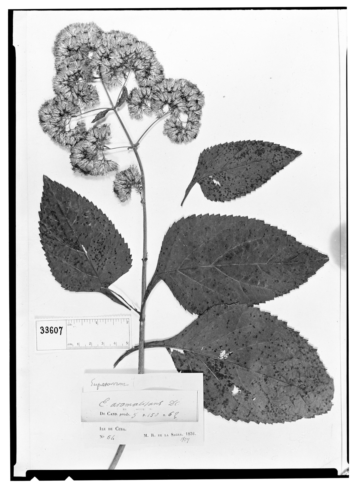 Critonia aromatisans image