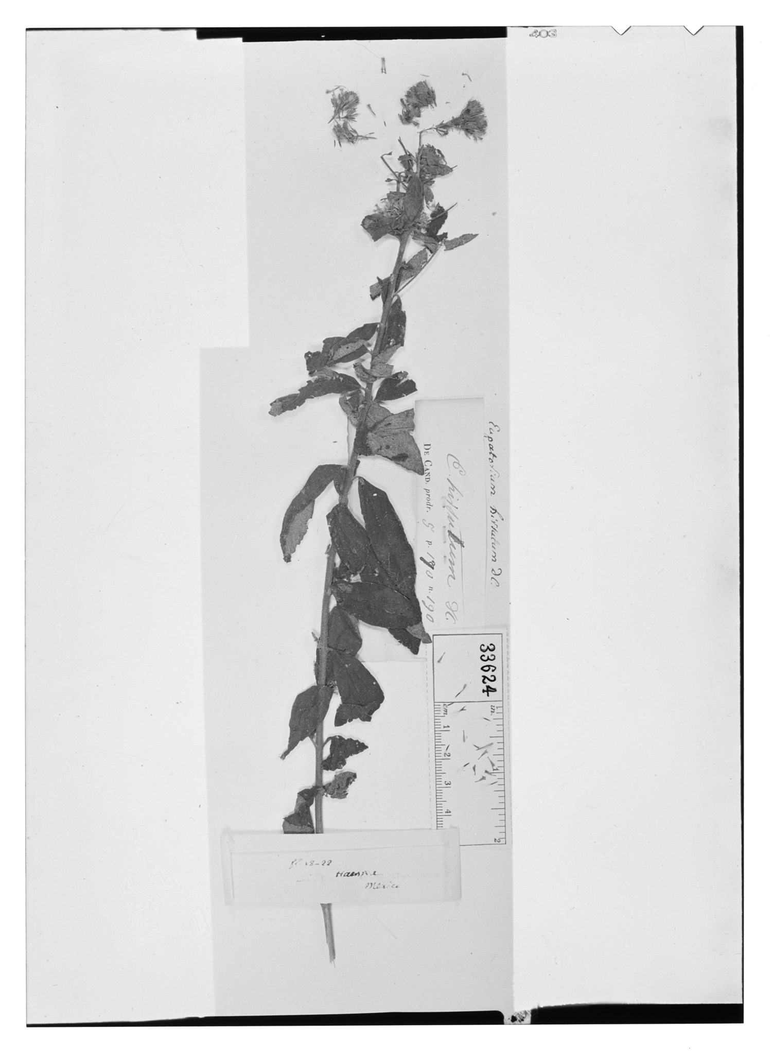Eupatorium hirsutum image