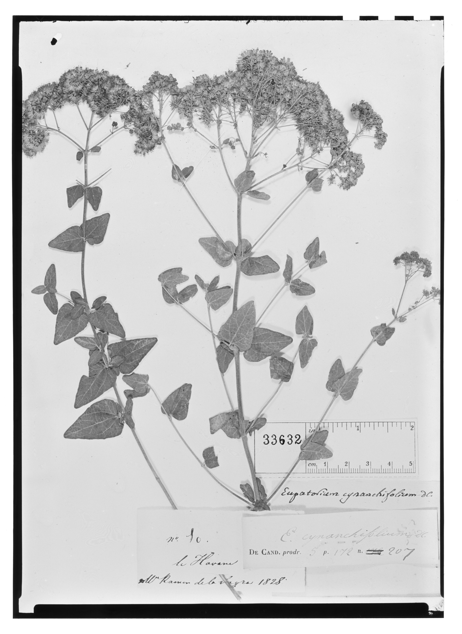 Koanophyllon villosum image