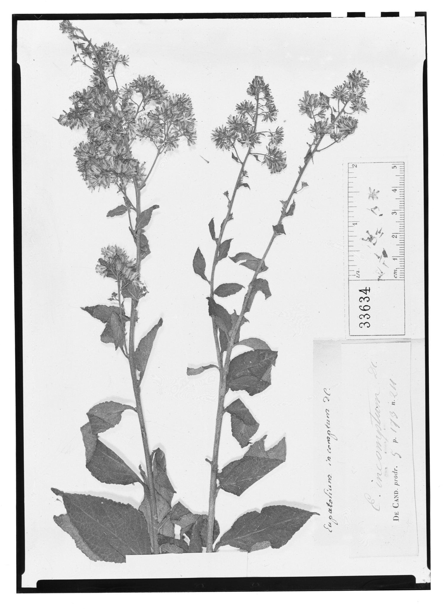 Eupatorium incomptum image