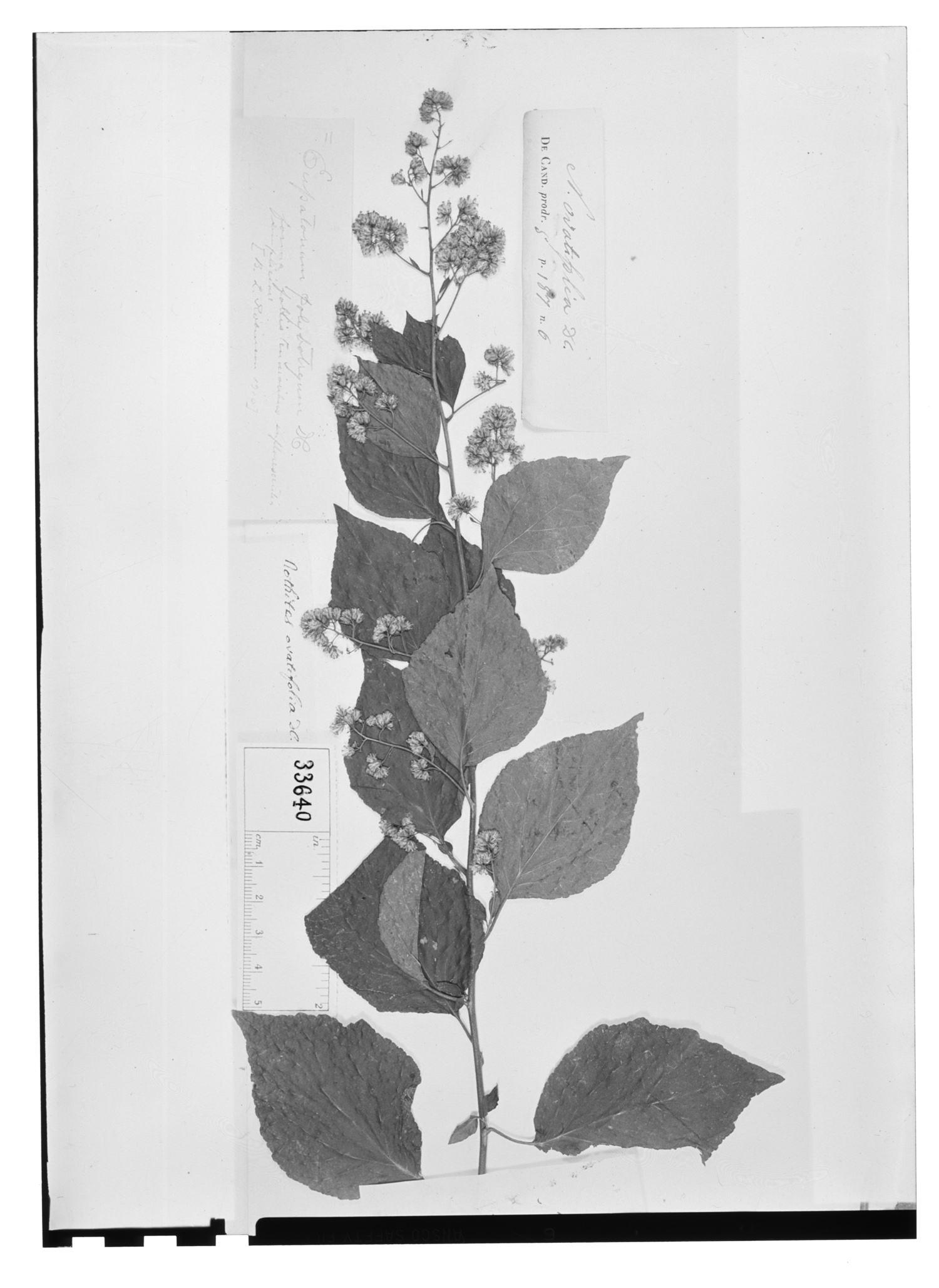 Decachaeta ovatifolia image