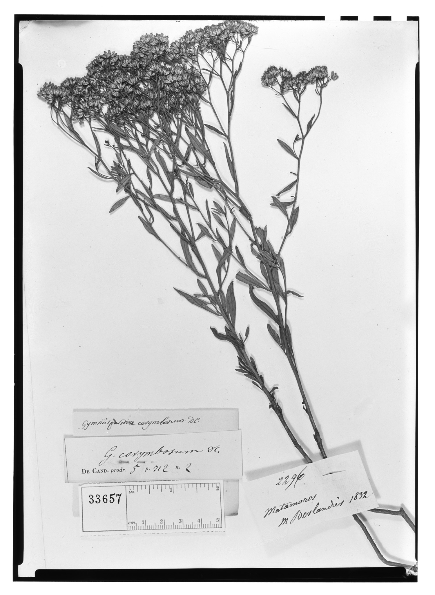 Gymnosperma glutinosum image