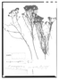 Field Museum photo negatives collection; Genève specimen of Brachyris microcephala DC., MEXICO, J. L. Berlandier 1378, Type [status unknown], G